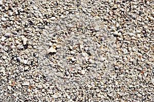 Seashells on the Beach