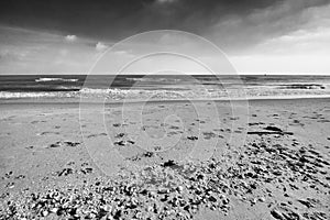 Seashells on the beach