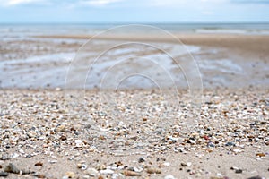 Seashells on the beach photo