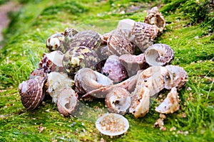 Seashells on the beach, Kanyakumari