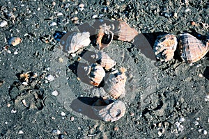 seashells on the beach, north mamaia, black and white image photo