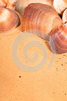 Seashells on the beach