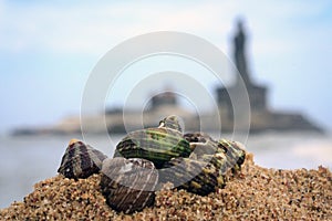 Seashells on the beach sand, Kanyakumari photo