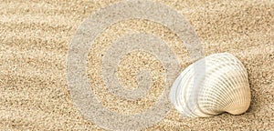 Seashells on the beach sand