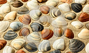 Seashells on the beach sand