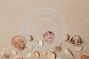 Seashells on beach sand, top view
