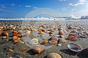 Seashells on the beach. Vacation background. Beach full of shells.