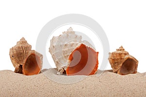 Seashells on beach on a white background