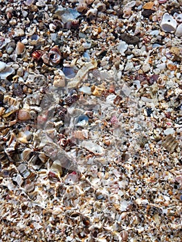 Seashells and beautiful gravels under water