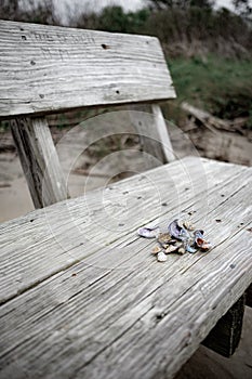 Seashells on a Bench