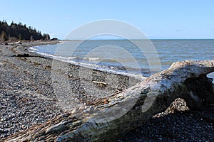 A windy winter day at a Pacific Northwest beach with a big driftwood