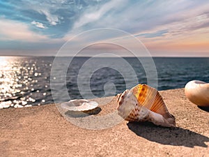 Seashells and bird  feather   on stone rock on sunset at blue  sea summer sun reflection on water wave  nature landscape