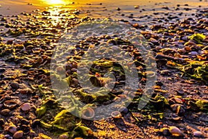 Seashells on the Black Sea beach