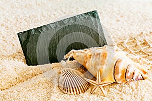 Seashells and a blank sign on a tropical beach