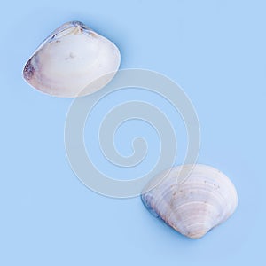 Seashells on blue background