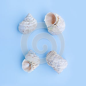 Seashells on blue background
