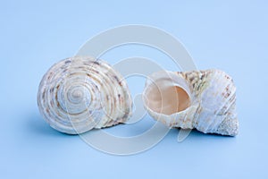 Seashells on blue background