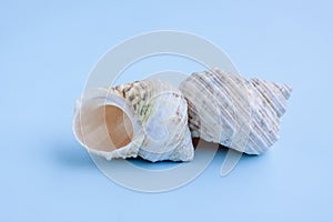 Seashells on blue background