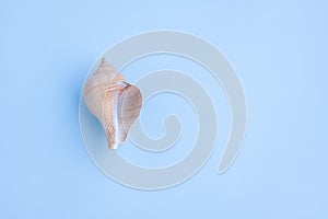 Seashells on blue background