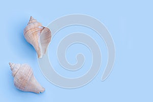 Seashells on blue background