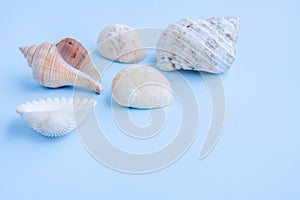 Seashells on blue background