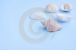 Seashells on blue background