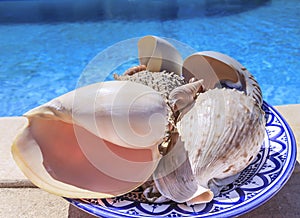 Seashells in a blue ceramic bowl