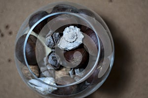 Seashells, chestnuts, cones and wine corks in wine glass.