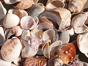 Seashells Close-Up