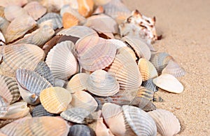 Seashells close-up on a beach sand