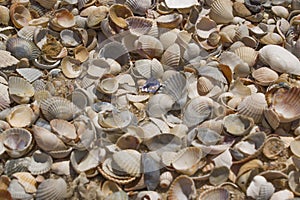 At the seashells close-up