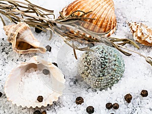 seashells, coarse grained Sea Salt and peppercorn photo