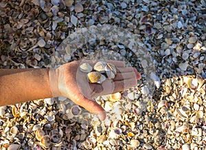 Seashells on the coast bottomed