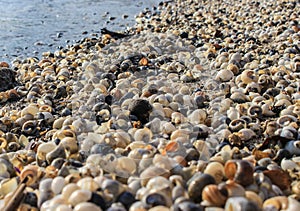 Seashells on the coast of the Taganrog Bay photo