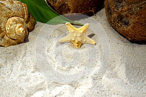 Seashells, coconuts and a starfish on beach sand
