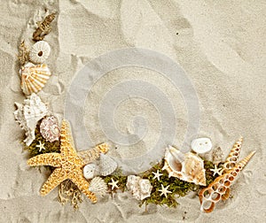 Seashells collection photo