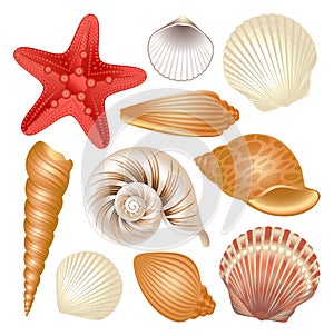 Seashells collection