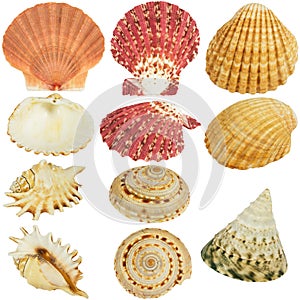 Seashells collection