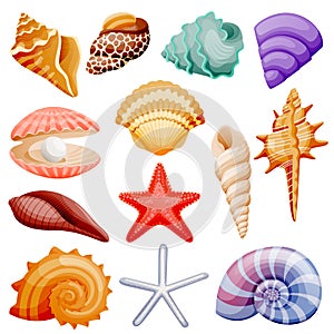 Seashells collection. Vector flat cartoon illustration. Summer travel design elements, isolated on white background