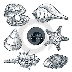 Seashells collection. Vector hand drawn sketch illustration. Summer travel design elements. Sea shells vintage icons set
