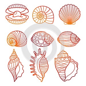Seashells. Colorful outline seashell set vector illustration