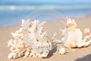 Seashells with coral on wet sand outdoors