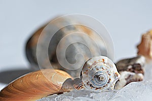 Seashells on ice.