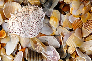 Seashells and a Crab Shell