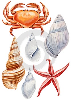 Seashells, crab, Starfish watercolor painting on isolated white background. Painted Aquatic illustration Underwater set