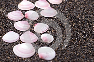 Seashells on dark sand