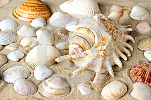 Seashells of different shapes and colors on the sand