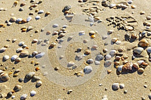 Seashells of different shapes and sizes on the sandy beach. Relaxation and rest at the resort. Background. Space for text