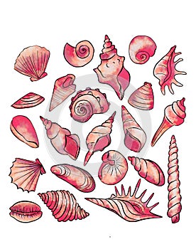 Red seashells of different shapes on background. Seashell decoration set on white background. Mussel natural  sea isolated gra