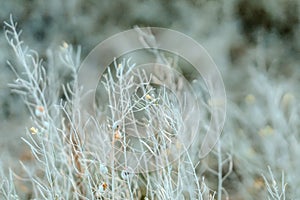 Seashells on the dusty white grass in the rays of the setting sun, natural background